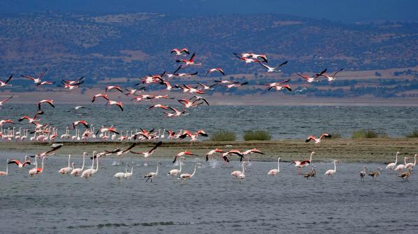 flamingolar-suyu-azalan-burdur-golunde-Lc5kEPw6.jpg