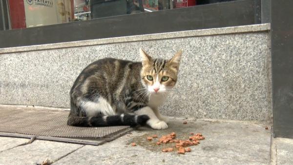 the-beggar-cat-is-forcing-shoppers-to-buy-cat-food-KDrUDEwN.jpg