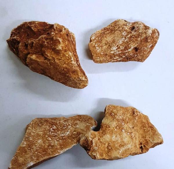 adiyamanda-40-milyon-yillik-tek-hucreli-deniz-fosilleri-bulundu-rO1DM6sz.jpg