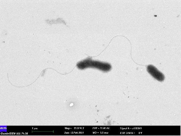 eru-kampusunde-yasayan-anadolu-yer-sincabindan-yeni-bir-bakteri-turu-kesfedildi-6gSB3OST.jpg